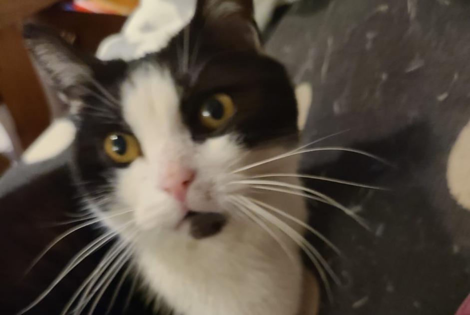 Alerte Disparition Chat Mâle , 12 ans Essises France