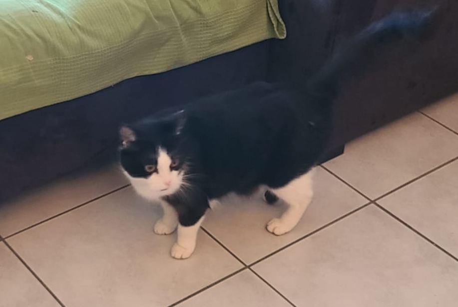 Alerte Disparition Chat Mâle , 12 ans Essises France