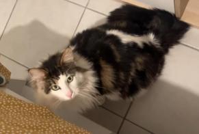 Alerte Disparition Chat croisement  Mâle , 2 ans Toulouse France
