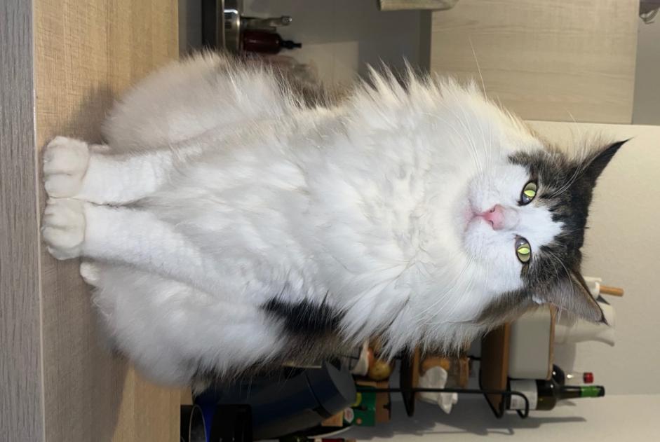 Alerte Disparition Chat croisement  Mâle , 2 ans Toulouse France