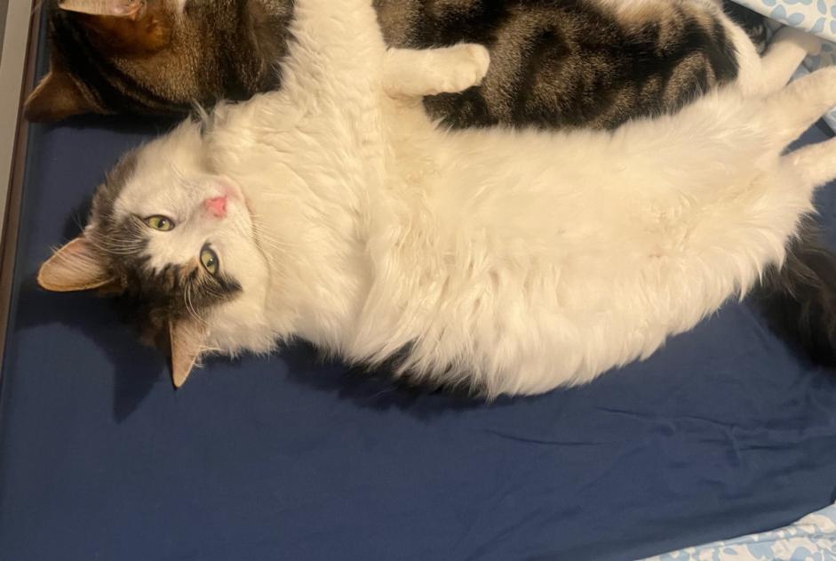 Alerte Disparition Chat croisement  Mâle , 2 ans Toulouse France