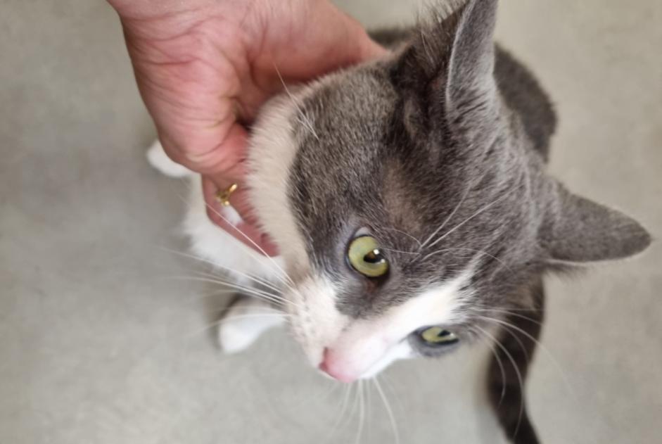Alerte Disparition Chat Mâle , 5 ans Le Cheylas France