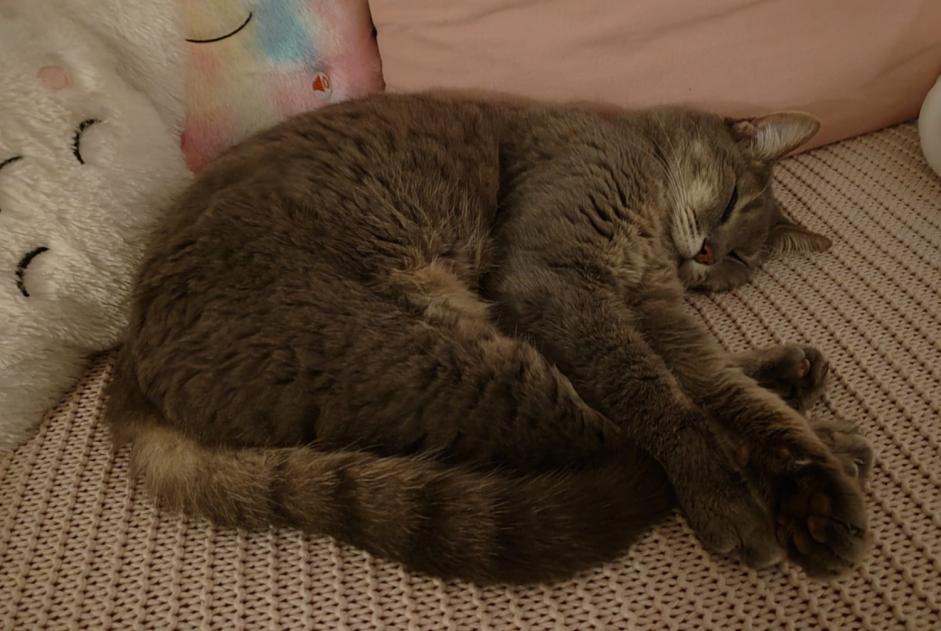 Alerte Disparition Chat croisement  Femelle , 16 ans Seyssinet-Pariset France