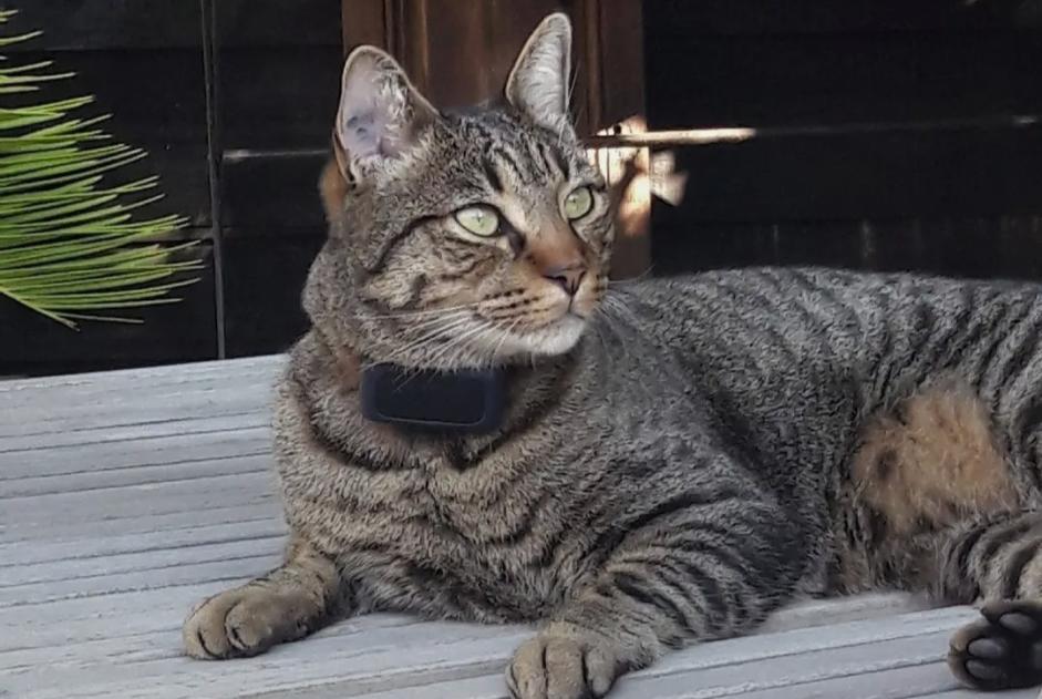 Alerte Disparition Chat croisement  Mâle , 3 ans Lanton France