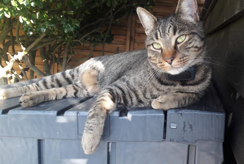 Alerte Disparition Chat croisement  Mâle , 3 ans Lanton France