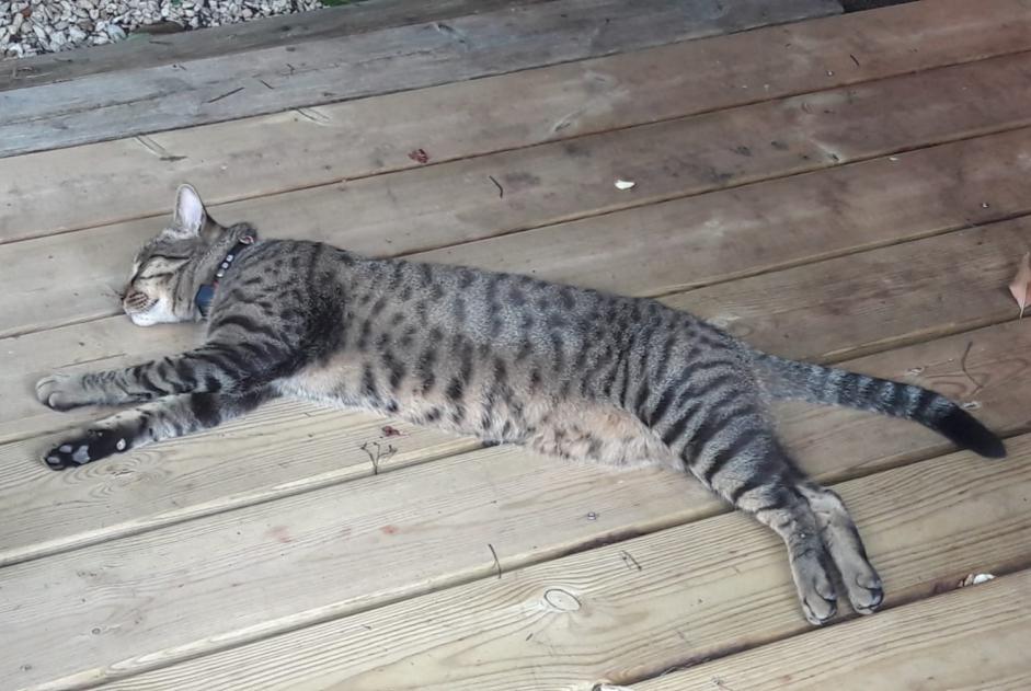 Alerte Disparition Chat croisement  Mâle , 3 ans Lanton France