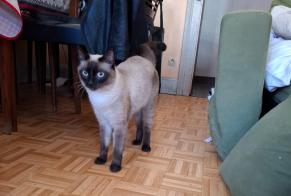 Alerte Découverte Chat  Mâle Strasbourg France