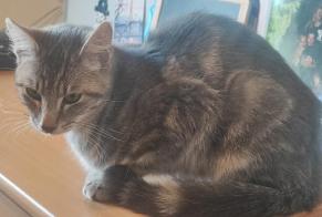 Alerte Découverte Chat Mâle Paimpont France