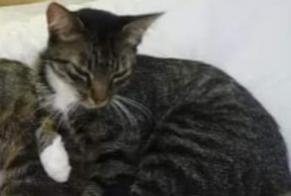 Alerte Disparition Chat  Femelle , 10 ans Busserolles France