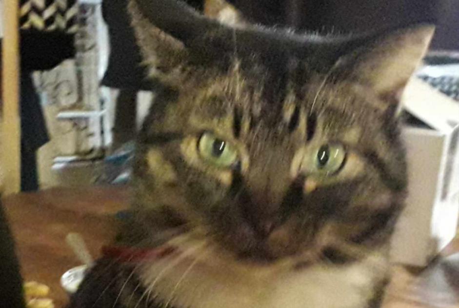 Alerte Disparition Chat  Femelle , 10 ans Busserolles France