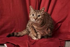 Alerte Disparition Chat croisement  Femelle , 11 ans Biarritz France