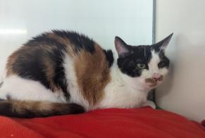 Alerte Découverte Chat Femelle Vitré France