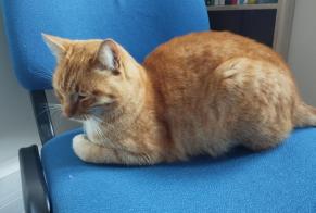 Alerte Découverte Chat Mâle , 2 ans Elne France