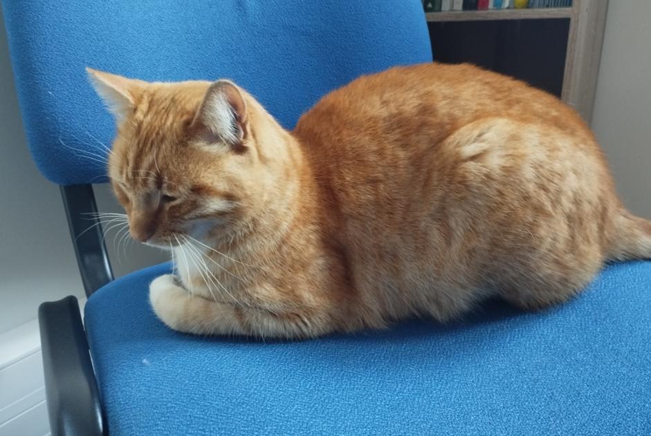 Alerte Découverte Chat Mâle , 2 ans Elne France