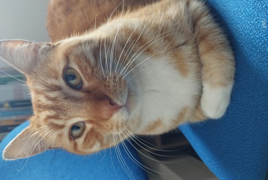 Alerte Découverte Chat Mâle , 2 ans Elne France