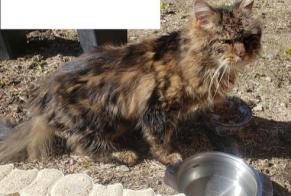 Alerte Découverte Chat croisement  Inconnu Entrelacs France