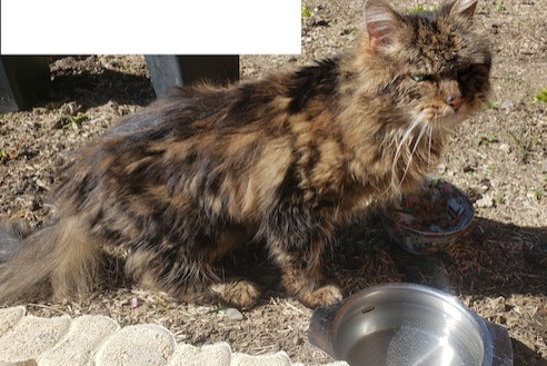 Alerte Découverte Chat croisement  Inconnu Entrelacs France