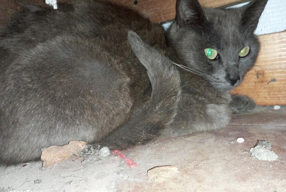 Alerte Découverte Chat Inconnu Nailly France
