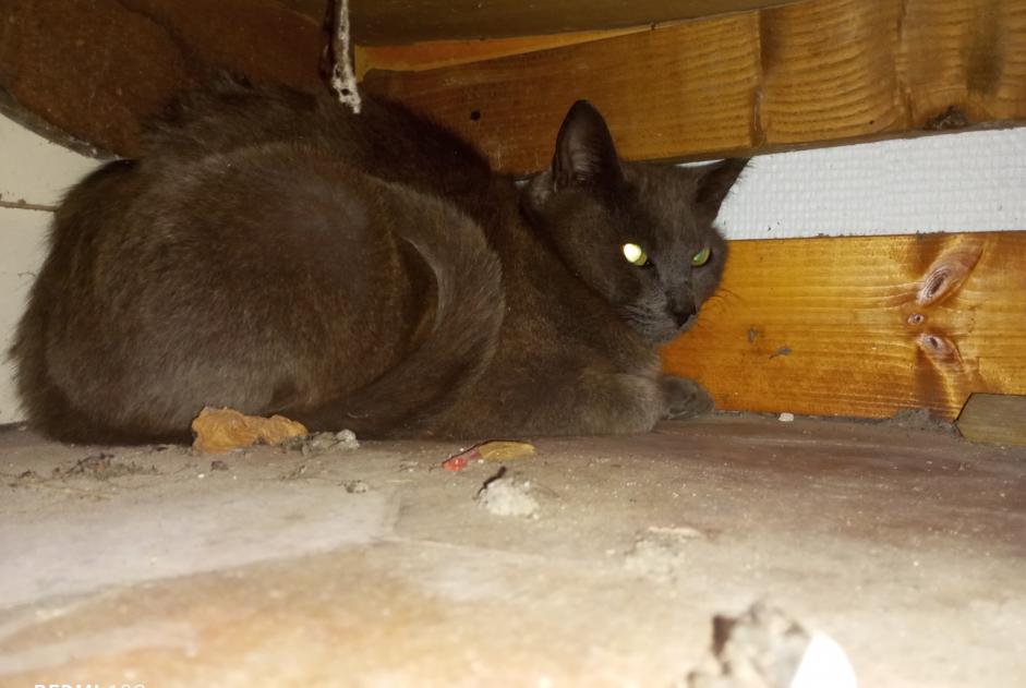 Alerte Découverte Chat Inconnu Nailly France