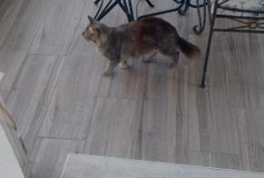 Alerte Découverte Chat croisement  Femelle Manduel France