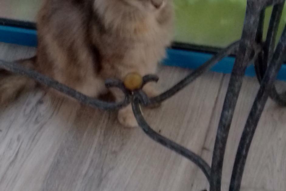 Alerte Découverte Chat croisement  Femelle Manduel France