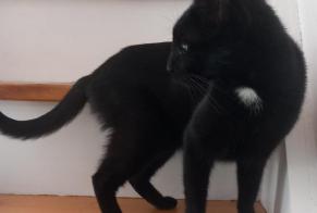 Alerte Disparition Chat  Femelle , 6 ans Villerable France