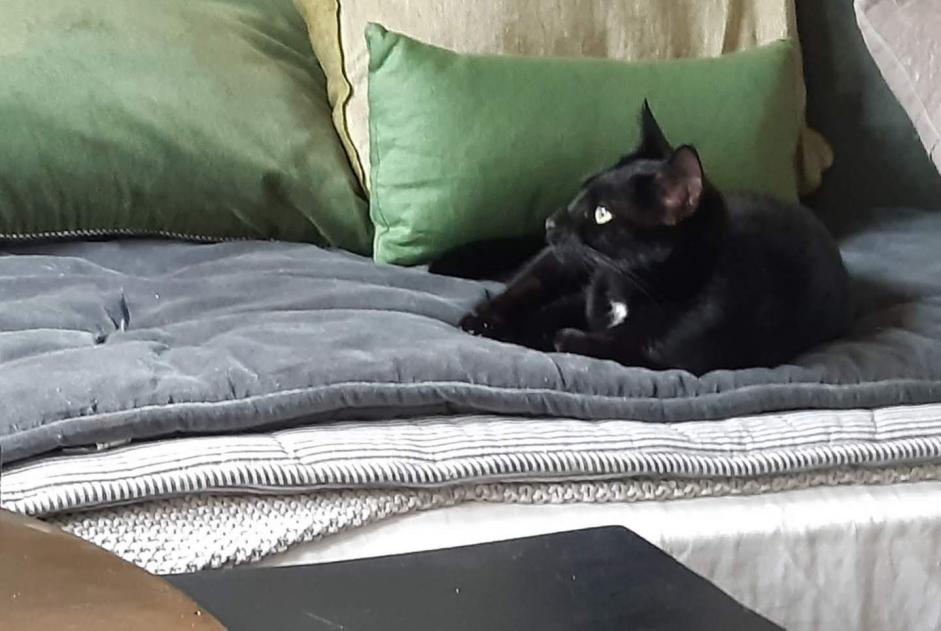 Alerte Disparition Chat  Femelle , 6 ans Villerable France