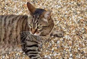 Alerte Disparition Chat croisement  Mâle , 11 ans Saint-Martial-d'Artenset France