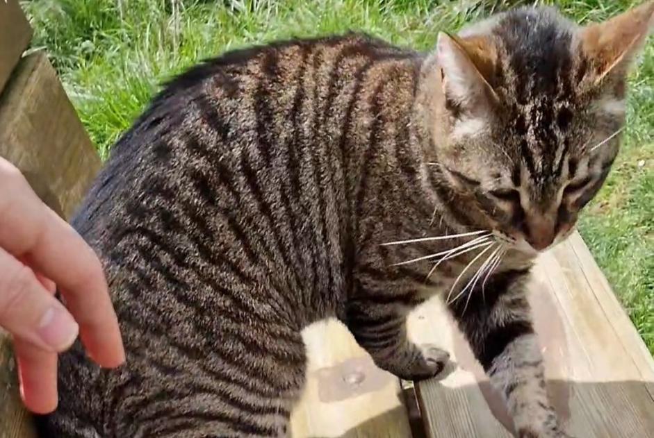 Alerte Disparition Chat croisement  Mâle , 11 ans Saint-Martial-d'Artenset France