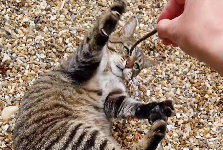 Alerte Disparition Chat croisement  Mâle , 11 ans Saint-Martial-d'Artenset France