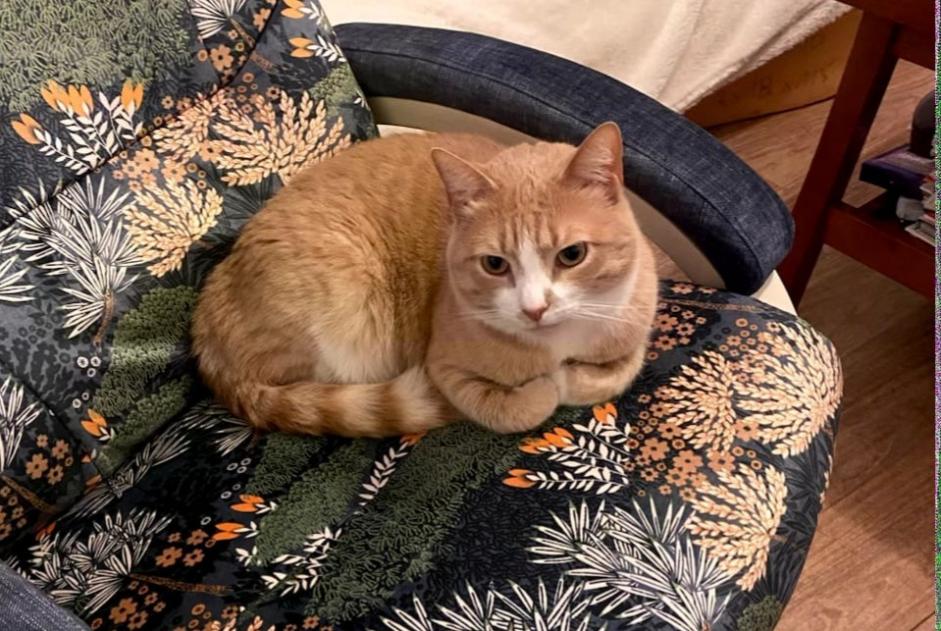 Alerte Disparition Chat croisement  Mâle , 3 ans Carentoir France