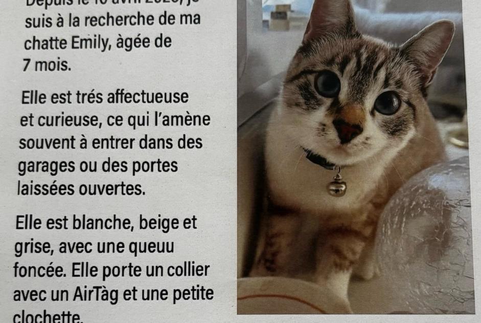 Alerte Disparition Chat Femelle , 1 ans Helfrantzkirch France