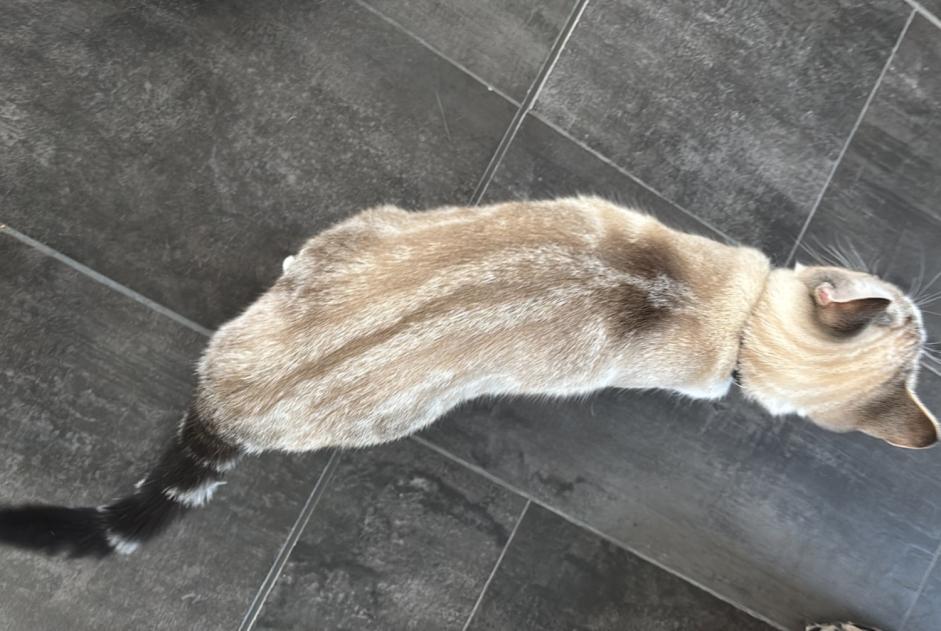 Alerte Disparition Chat Femelle , 1 ans Helfrantzkirch France
