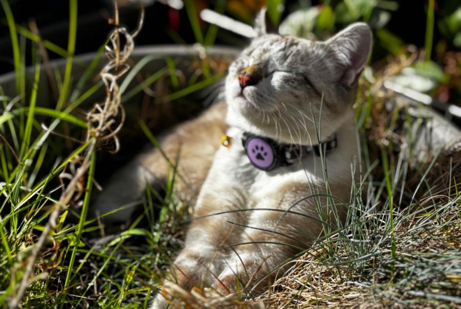 Alerte Disparition Chat Femelle , 1 ans Helfrantzkirch France