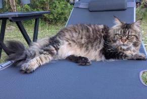 Alerte Disparition Chat  Femelle , 11 ans Labenne France