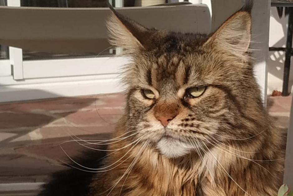 Alerte Disparition Chat  Femelle , 11 ans Labenne France