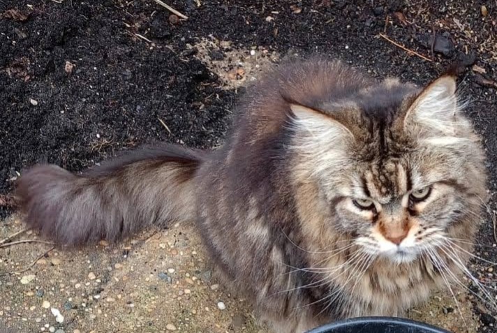 Alerte Disparition Chat  Femelle , 11 ans Labenne France