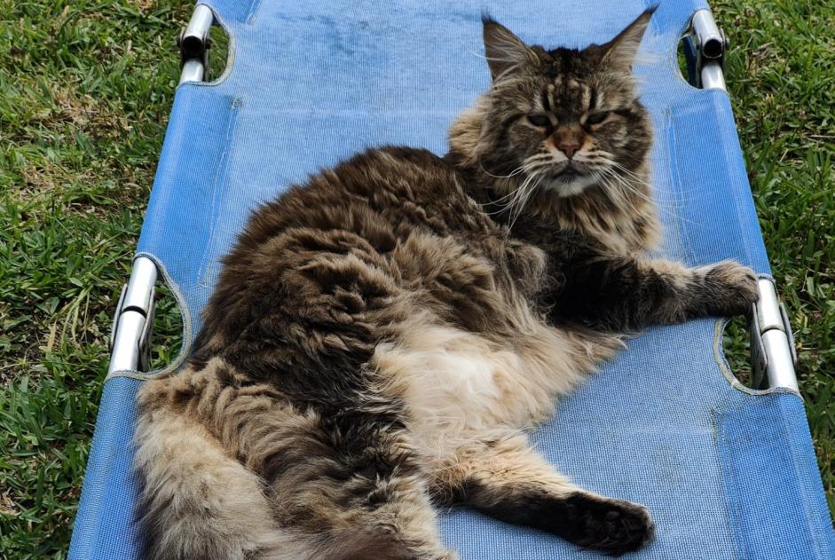Alerte Disparition Chat  Femelle , 11 ans Labenne France