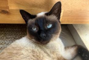 Alerte Disparition Chat  Femelle , 11 ans Nice France