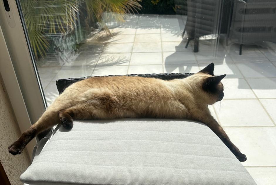 Alerte Disparition Chat  Femelle , 11 ans Nice France