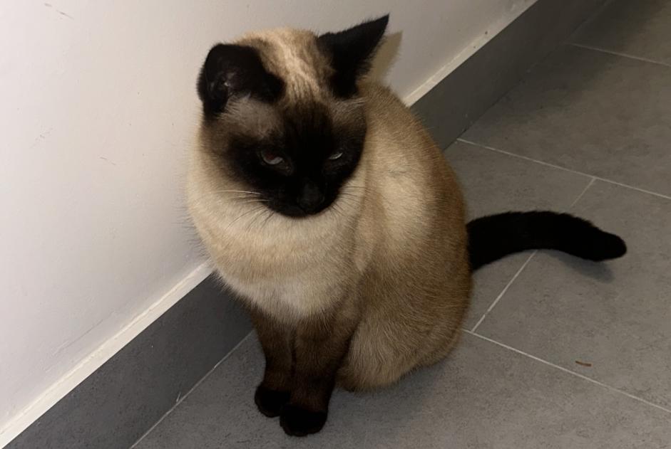Alerte Disparition Chat  Femelle , 11 ans Nice France