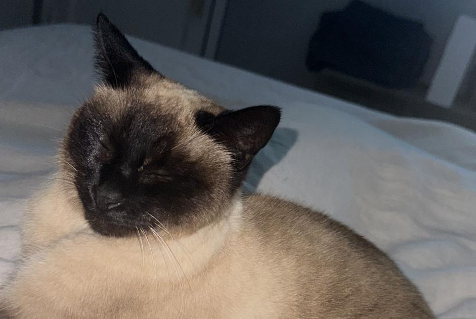 Alerte Disparition Chat  Femelle , 11 ans Nice France