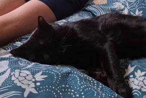 Alerte Disparition Chat Mâle , 2 ans Vougy France