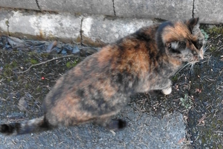 Alerte Disparition Chat  Femelle , 11 ans Charleville-Mézières France