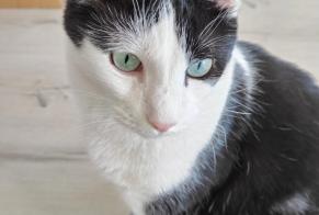 Alerte Disparition Chat Mâle , 7 ans Lingolsheim France