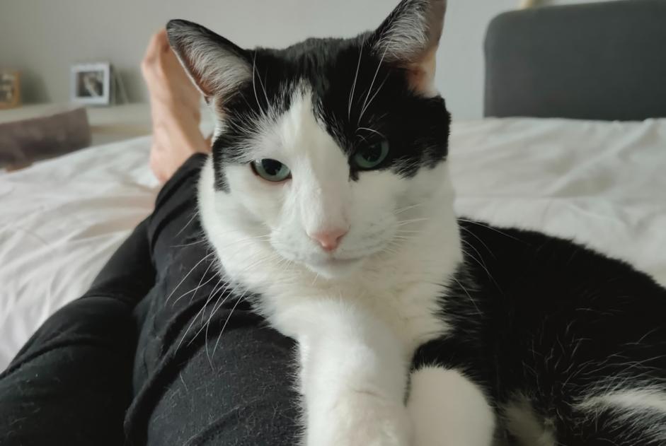 Alerte Disparition Chat Mâle , 7 ans Lingolsheim France