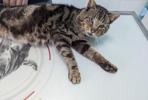 Alerte Découverte Chat Mâle Torcé France