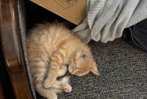 Alerte Disparition Chat  Femelle , 1 ans Bordeaux France