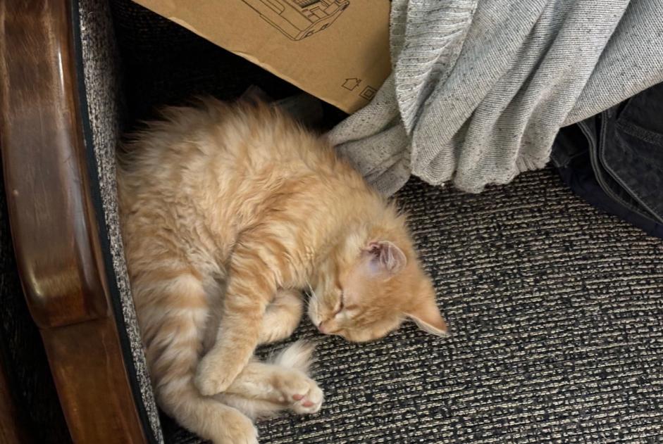 Alerte Disparition Chat  Femelle , 1 ans Bordeaux France