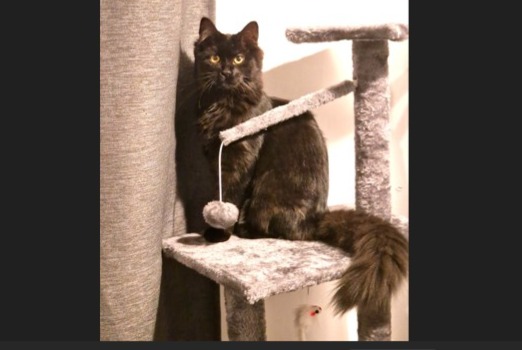 Alerte Disparition Chat croisement  Femelle , 1 ans Tourcoing France